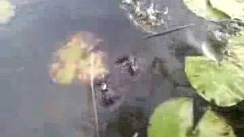 Sheri K's Catfish#3