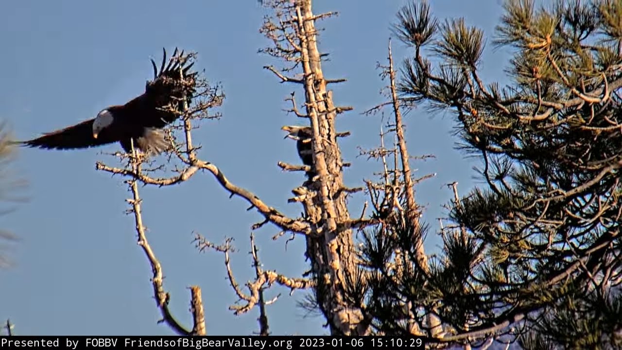 Afternoon Of January 6 Big Bear Bald Eagle Live Nest Cam Big Bear Bald afternoon-of-january-6-big-bear-bald-eagle-live-nest-cam-big-bear-bald