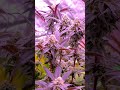 Animal Do Si Dos & Cherry Gar See Ya R11 Cuttings by MannyT
