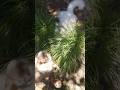 #viralvideo #cat #shortsvideo #catshorts