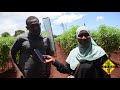 Fahamu Ukulima Wa Kitaalamu Kwa Zao Nyanya Aina Ya Dhahabu Fahamu Ukulima Wa Kitaalamu Kwa Zao Nyanya Aina Ya Dhahabu