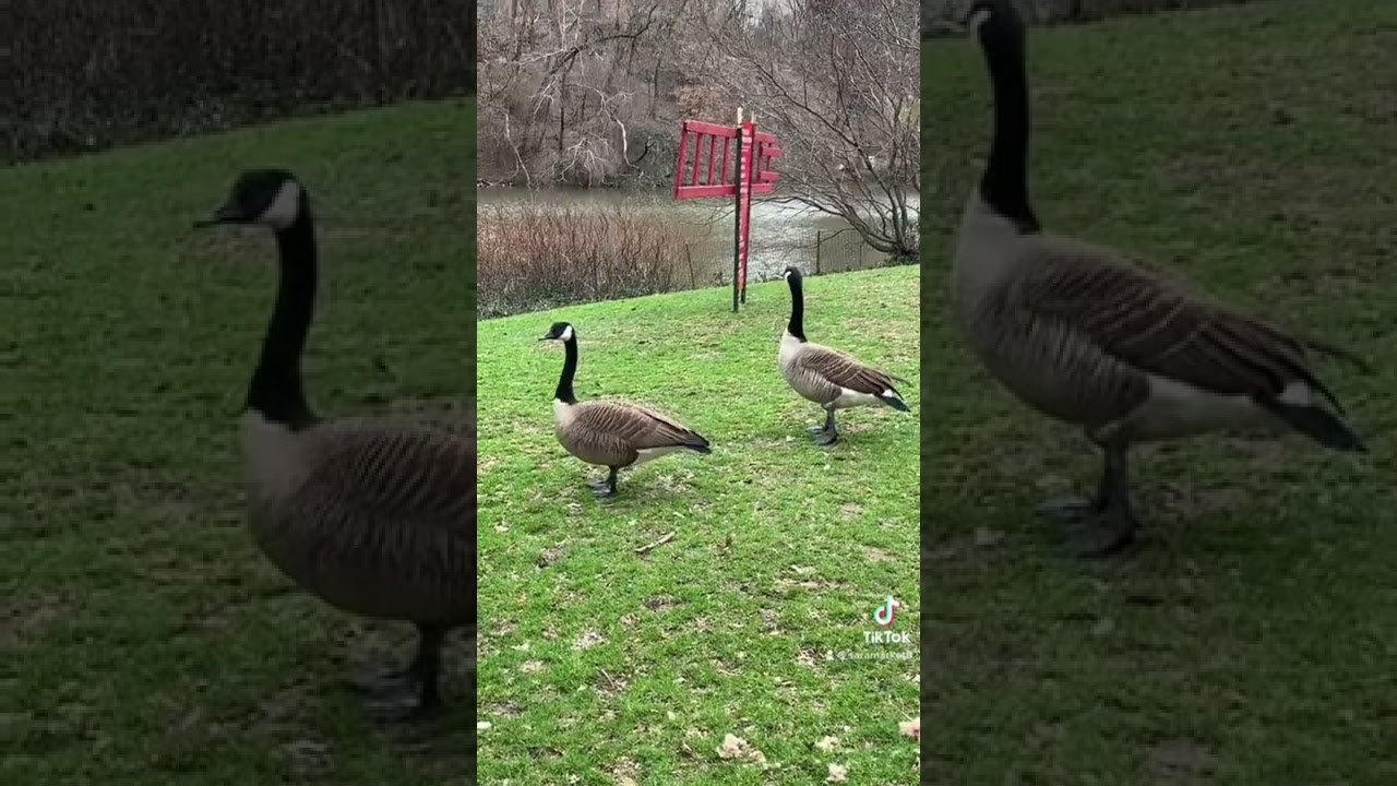 Goose reaction when it see a dog 