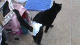 Elderly Cat using diaper