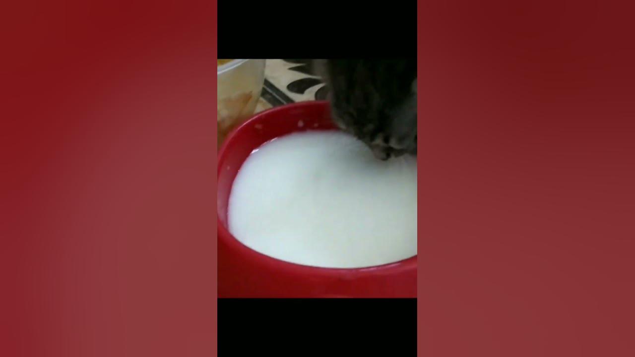 котёнок пьёт молоко #котёнок #молоко #пьёт - YouTube