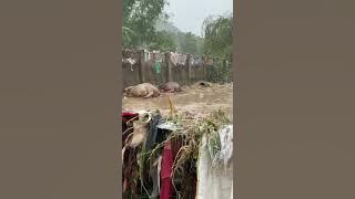 Aftermath typhoon Tino #BagyongTino #barangaydanlag #consolacioncebu #ccto