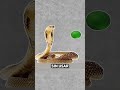 La Verdad Sobre La Piedra De Serpiente 🤯