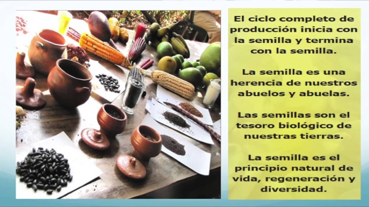 Importancia de las Semillas Criollas y Nativas - YouTube