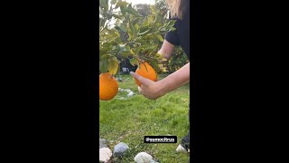 Jenna Fischer's First Sumo Citrus Harvest