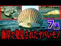 【都市伝説】海岸にて発見されたヤバすぎるモノや生物7選!!