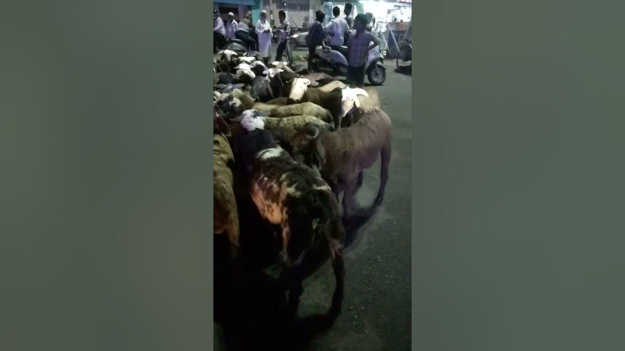 Selling goat Vijayawada Panja centre Andhra to India YouTube