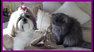 Lacey And Lexi Outside Dog Zoomies Shih Tzu Blue Persian Cat