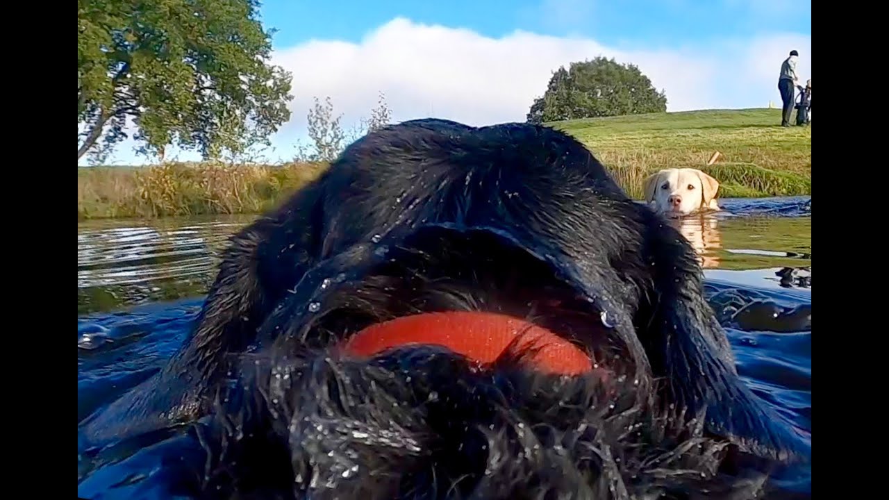 Olive and Mabel Working Like a Dog YouTube