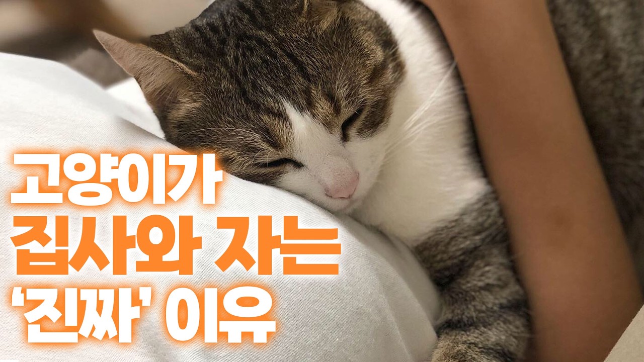 충격! 고양이가 자는 위치의 의미 | 미야옹서베이