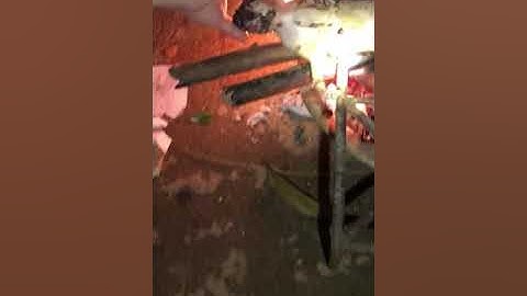 Thịt chuột cống