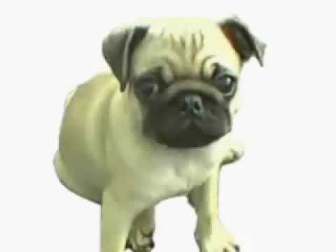 Pug song