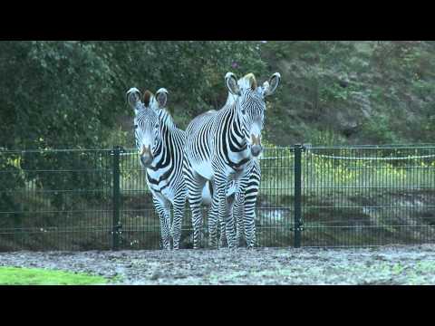 Video: Blauwe gnoe: beschrijving, leefgebied en levensstijl