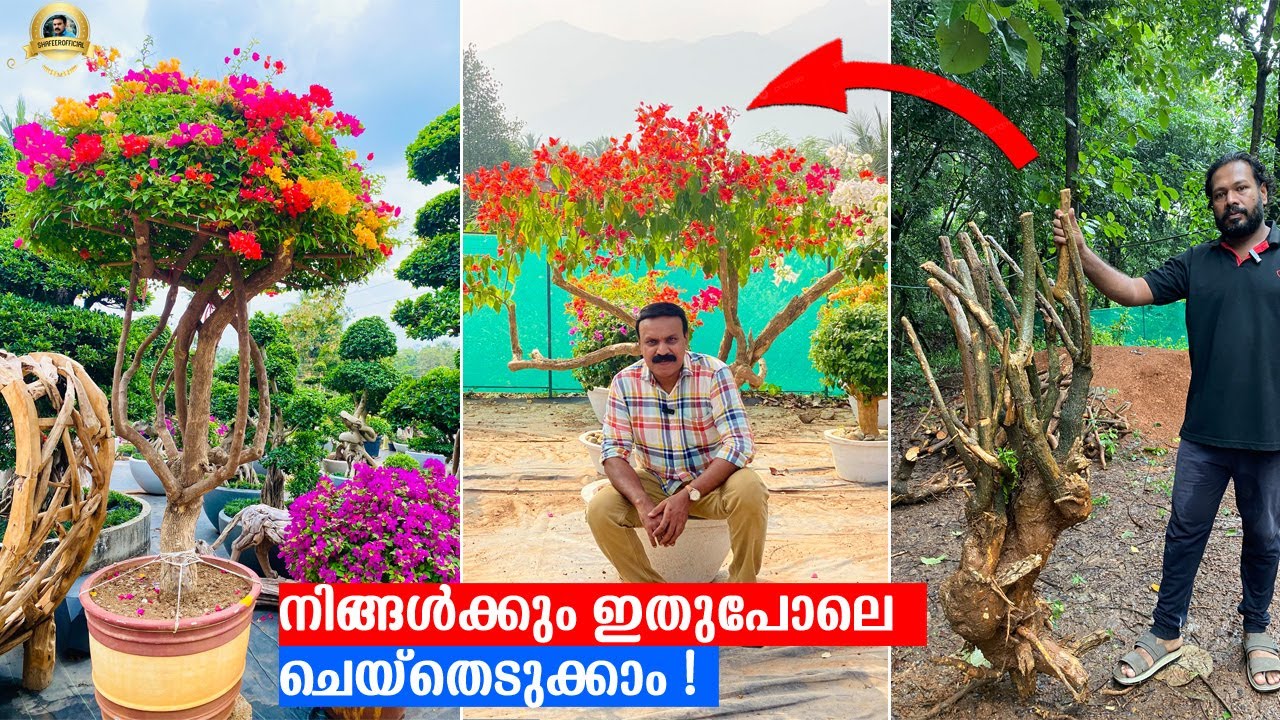 ആർക്കും വീട്ടിലിരുന്ന്  ചെയ്യാം!മാസം 10,000 രൂപക്ക് മേലെ വരുമാനമുണ്ടാക്കാം! #bougainvillea #grafting