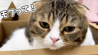 🐈撫で撫でを止めると不機嫌になる猫…