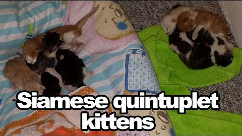 Video 11762191: siamese kitten, cat kitten
