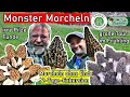 Monster Morchel gefunden - Morcheln ohne Ende - Pilze Exkursion an 2 Tagen im April 2024