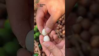 Kilosu Bin Lira Bu Fındığı Kırmak Bile Özel Makine Gerektiriyor