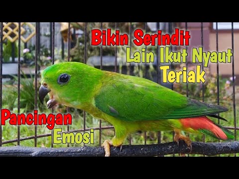 Pancingan Bunyi Serindit Muda Gacor Emosi || Bikin Serindit Lain Ikut Teriak Emosi tambah Gacor