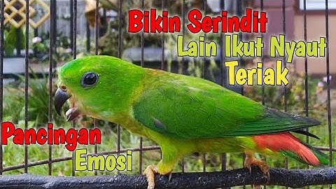 Pancingan Bunyi Serindit Muda Gacor Emosi || Bikin Serindit Lain Ikut Teriak Emosi tambah Gacor
