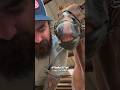 This Horse’s Reaction to New Shoes Is Hilarious!