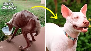 Rescued Pets Find Their Forever Homes