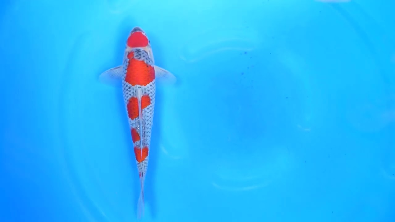 遊鯉　額 東京大会記念ライブ鯉 in 2026】260125-004の出品鯉のご紹介！！ - YouTube