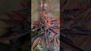 Reicht hier noch eine Blütewoche für die Cannabisernte oder soll ich noch warten ?