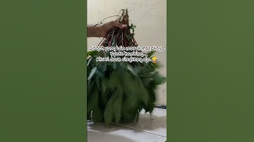 Thumbnail of Daun Singkong dan Sate