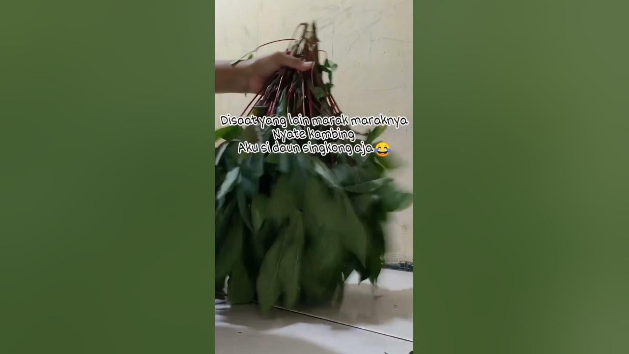 Daun Singkong dan Sate