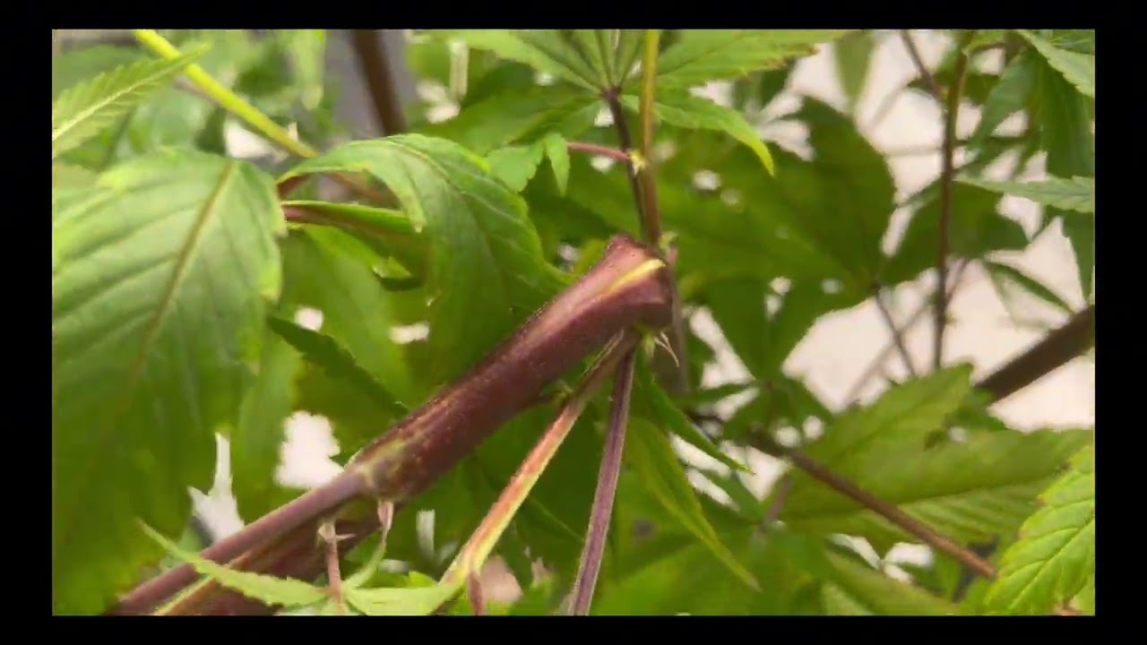 Как формировать высокие растения