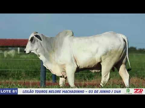 LOTE 81   DIM 6336 1 MP4