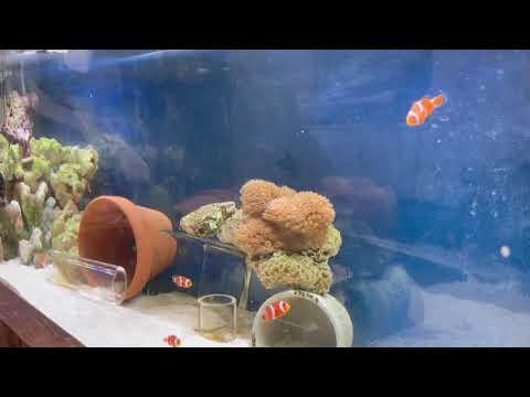 海水水槽 ニモ 海水魚 Sea Fish 餌やり 癒し ペット サンゴ 可愛い Youtube 海水水槽 ニモ 海水魚 Sea Fish 餌やり 癒し ペット サンゴ 可愛い Youtube