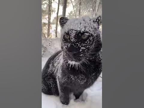 Снежная пантера - luna_the_pantera@instagram - YouTube