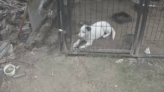 second hand dog    this dog was abused before being dumped here by dysfunctional vet 71 views 1 month ago 3 minutes, 17 seconds