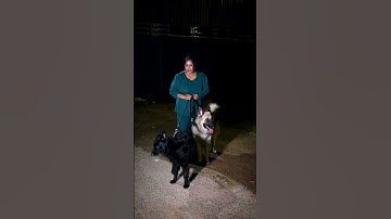 Leo Aur Zeus Ka Night Out | #shorts #camerababa #gsd #dog