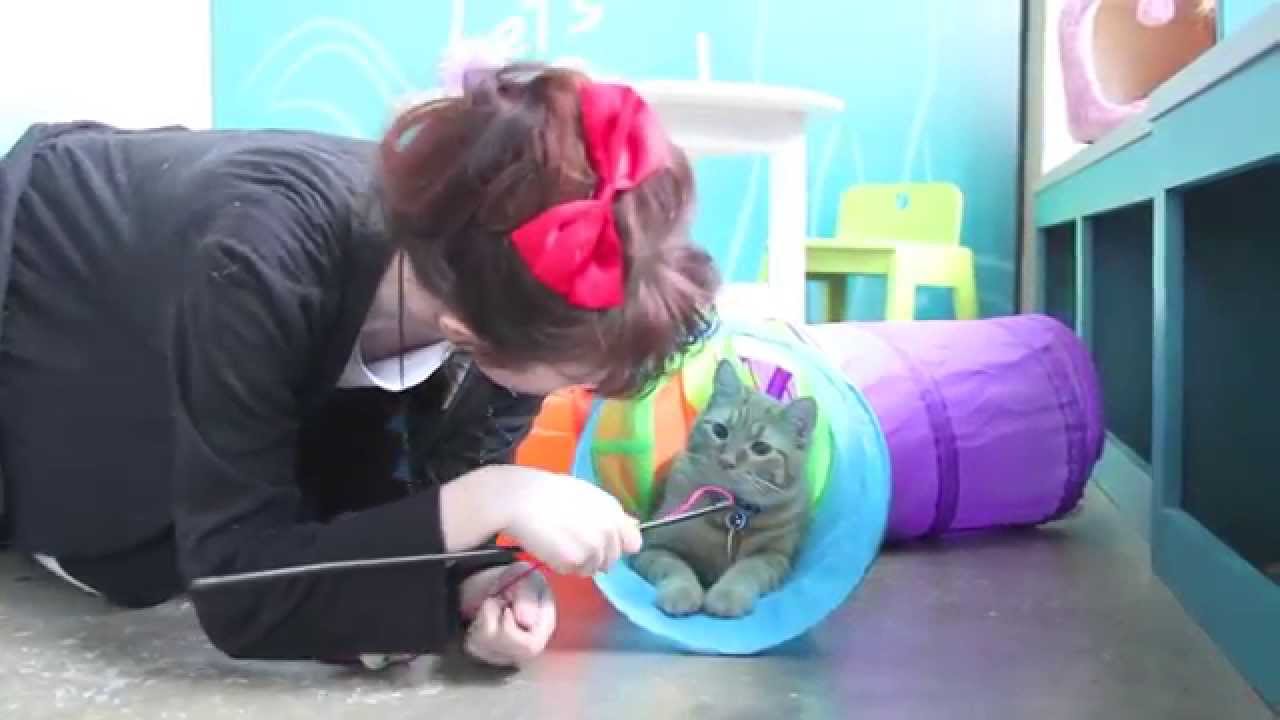 Purina CAT  CAFE  I Devon  Does Stuff YouTube Purina CAT  CAFE  I Devon  Does Stuff YouTube