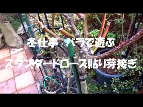 冬仕事 バラで遊ぶ スタンダードローズ 貼り芽接ぎ Youtube