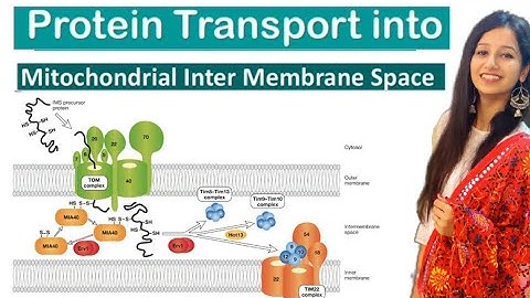 Protein Transport into Mitochondrial Inter Membrane Space||Protein Sorting/Targeting|Cell Biology