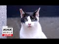 Osaka: Fighting Kitties - A Cat