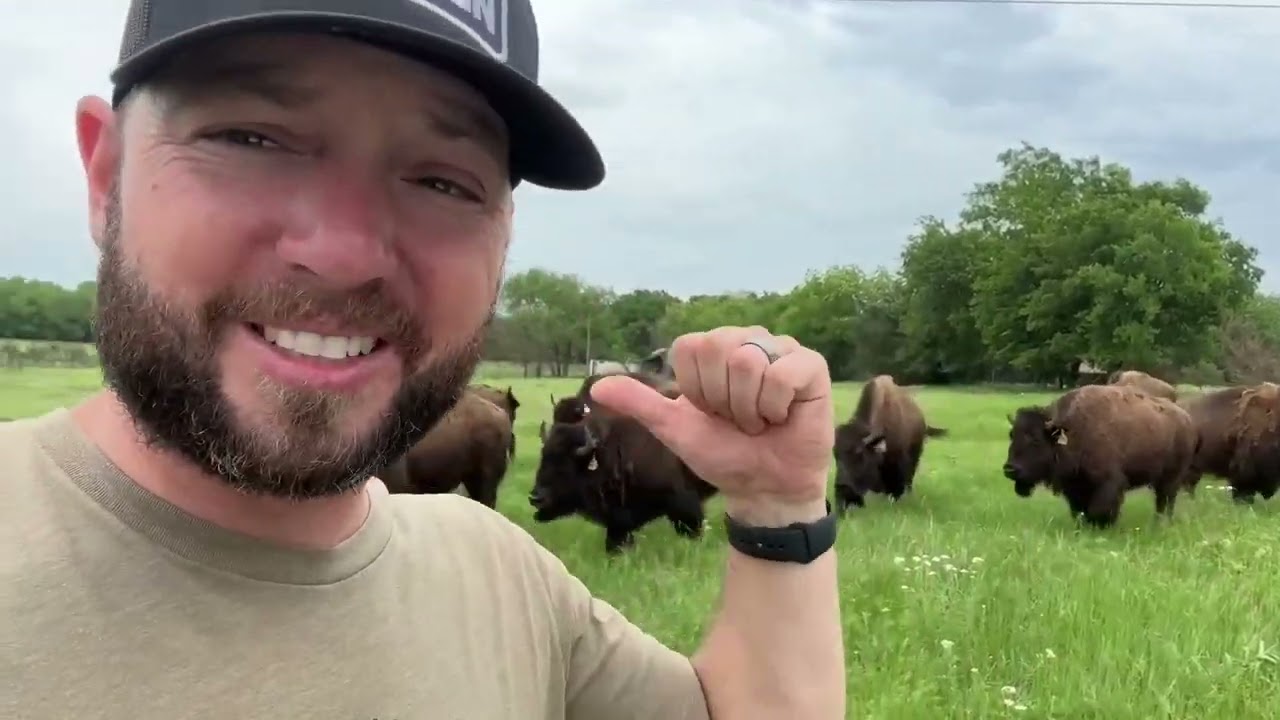 The Strangest Bison Behavior!