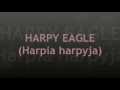 Harpy Eagle (Harpia harpyja)