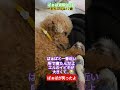 #トイプードル #シニア犬