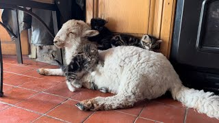 Cute Lamb chilling with kittens