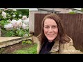 Planting my david austin roses  garden rewards 