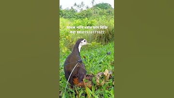 waterhen bird trap easy handing.bird trap catching.ruak ruak bird trap.