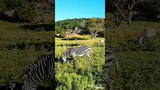 Lovely Hiran And Zebra